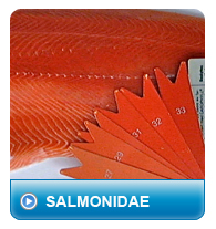 salmonidae