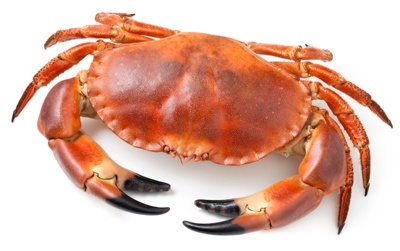 Stone crab